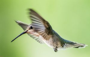 Tiny Hummingbird hovering mid air